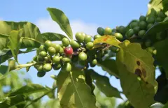 秘鲁/夏威夷/苏门答腊/埃塞俄比亚/也门咖啡风味口感介绍