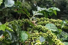 巴西种植咖啡的优势 Fazenda Lagoa咖啡豆品种风味特点