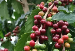 尼加拉瓜咖啡与多米尼加共和国咖啡种植条件介绍 咖啡豆特点