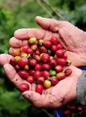越南咖啡发展历史 越南咖啡种植地在越南哪里 咖啡种植面积多大