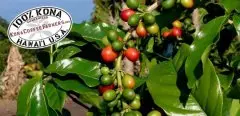 有机咖啡和传统咖啡的区别 什么叫传统咖啡 传统咖啡种植方式