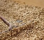 西达摩咖啡风味描述 星巴克埃塞俄比亚咖啡豆种植条件口感特点
