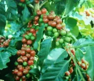 世界上最好的咖啡豆介绍 阿拉比卡种咖啡有哪些 品牌咖啡排名