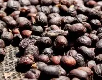 卡杜拉咖啡与铁皮卡咖啡处理法 玻利维亚咖啡采收期咖啡口感
