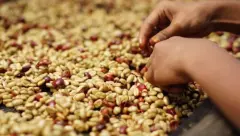 象豆咖啡生豆加工方法 危地马拉El Platanillo庄园咖啡豆介绍