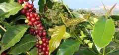 卡杜拉咖啡的口味 玻利维亚咖啡豆的味道 卡杜艾咖啡豆种特点风味