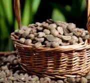 尼加拉瓜咖啡品种 卡杜艾咖啡豆处理法 尼加拉瓜咖啡豆特点故事