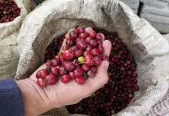 巴西波旁咖啡风味 巴西南部米纳斯吉拉斯庄园咖啡种植风味