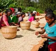 萨尔瓦多咖啡种植条件 咖啡农场如何经营模式 咖啡如何提高利润