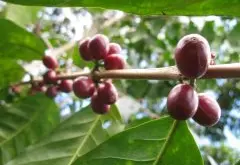 第三波咖啡文化  萨尔瓦多Bourbon/Pacamara/Pacas樱桃咖啡