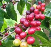 咖啡豆的采摘方法有哪些 巴西米纳斯吉拉斯州咖啡豆怎么采摘