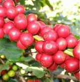 哥斯大黎加咖啡布兰卡里瓦斯人处理厂宝藏庄园黑蜜处理咖啡