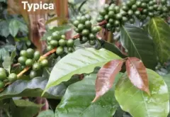 亚洲咖啡产区中国云南咖啡/台湾咖啡/寮国咖啡种植条件咖啡风味