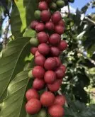 牙买加Jablum蓝山咖啡来源 Jablum风味特点