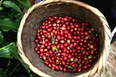 Wallenford农场种植园介绍 牙买加蓝山咖啡庄园