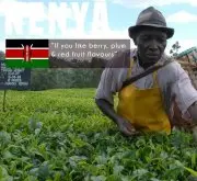 肯尼亚AATOP咖啡介绍 肯尼亚咖啡加杜亚咖啡豆风味特点 