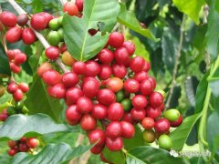 尼加拉瓜Madriz产区 苏雅达庄园高度专业技术咖啡专家品质监控