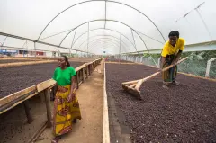 乌干达Kisinga庄园故事：促进当地青年咖农就业可持续发展计划