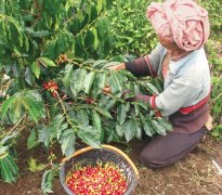 马拉维咖啡豆产区和在中美洲广受瞩目的瑰夏品种