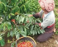 马拉维咖啡豆产区和在中美洲广受瞩目的瑰夏品种