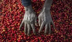 赞比亚咖啡种植发展史和咖啡豆风味特点介绍