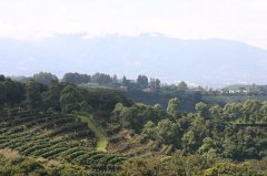 南美洲厄瓜多尔(Ecuador)咖啡产区 咖啡品种介绍