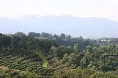南美洲厄瓜多尔(Ecuador)咖啡产区 咖啡品种介绍