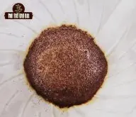咖啡豆自己磨好还是直接买粉 咖啡豆比咖啡粉好喝吗水粉比建议