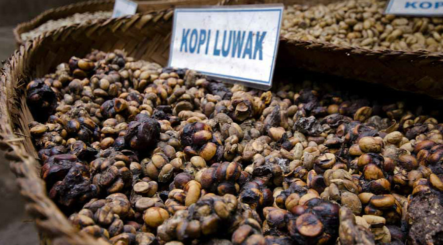 猫屎咖啡豆风味口感香气特征描述 印尼猫屎咖啡怎么冲泡？
