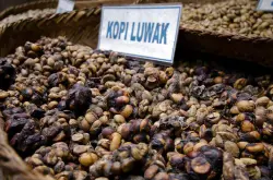 猫屎咖啡豆风味口感香气特征描述 印尼猫屎咖啡怎么冲泡？