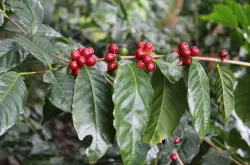 危地马拉咖啡豆怎么样 危地马拉咖啡豆的口感特征简介