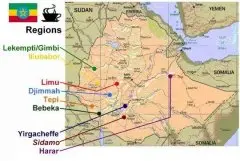 埃国九个大产区里最值得关注的产区 埃塞俄比亚LIMU利姆产区