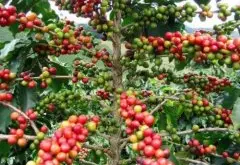 咖啡生豆处理法总结 全球咖啡产区处理法整理
