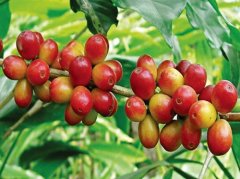 咖啡豆名字意味着什么内容如何看懂咖啡豆名字读懂咖啡名字