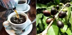 窄叶咖啡一个被淡忘的咖啡古老品种 狭叶咖啡是什么植物