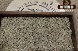 正宗蓝山咖啡生豆分级等级制度 牙买加蓝山咖啡产地铁皮卡品种风味口感特点