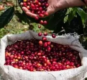 耶加雪菲美式和普通标准美式咖啡的口感区别 耶加雪菲咖啡豆品尝方法
