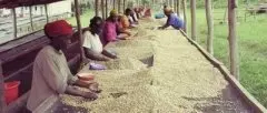 为何非洲豆形状不均匀的原因 非洲咖啡豆种类介绍非洲豆单品咖啡