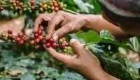 巴西咖啡王国-喜拉多产区有哪些咖啡处理厂 巴西喜拉多产区介绍