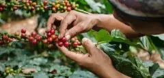 巴西咖啡王国-喜拉多产区有哪些咖啡处理厂 巴西喜拉多产区介绍