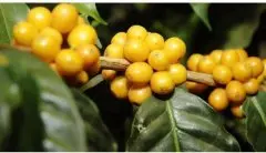 巴西soe咖啡波旁种 soe巴西咖啡豆风味特点不同区别