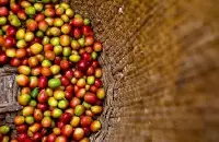 耶加GUJI古伎产区阿多斯合作社的咖啡豆品质 GUJI古伎咖啡风味口