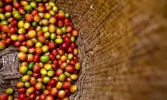 耶加GUJI古伎产区阿多斯合作社的咖啡豆品质 GUJI古伎咖啡风味口