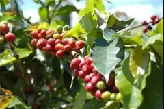 埃塞俄比亚精品黑咖啡豆Worka沃卡合作社 水洗咖啡Worka沃卡
