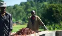精品肯亚咖啡种植海拔条件 栽种肯亚咖啡气候环境海拔风味影响
