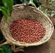 怎样挑选肯亚咖啡生豆 如何看懂肯亚咖啡豆形状区别