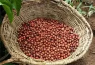 怎样挑选肯亚咖啡生豆 如何看懂肯亚咖啡豆形状区别