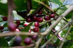 精品尖身波旁咖啡豆是什么价格 种植尖身波旁都有哪些庄园在种