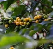 栽种yellow bourbon豆适合在咖啡带哪里种植?什么气候条件适合种