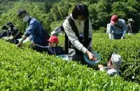 县内的茶点 小田原和须贺川的采茶体验